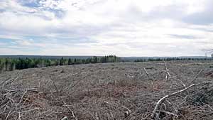 Clear cut in lands designated for the Raven Head Protected Area, 2011