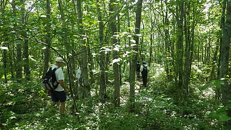 The Bluff Trail