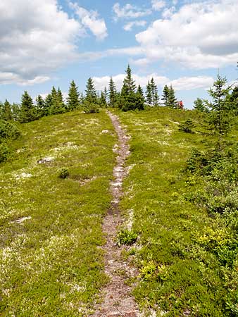 The Bluff Trail