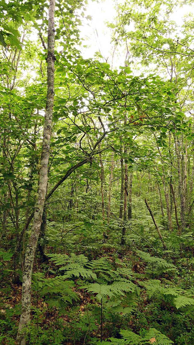oak drumlin vegetation