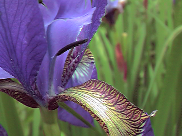 iris versicolor