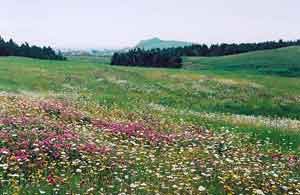 meadow