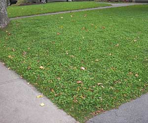 lawn