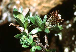 Salix calcicola