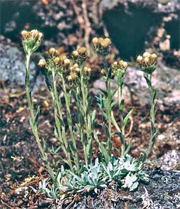 Antennaria alpina  