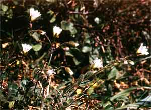 Cerastium alpinum 