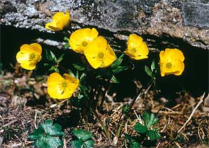 Ranunculus nivalis 