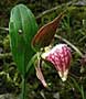 Ram's Head orchid