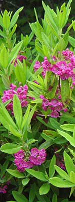 Kalmia