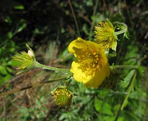 Geum Nick Hill