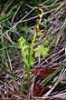 moonwort