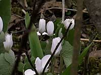 spring forest