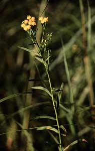 
Narrow Leaf Fragrant Goldenrod  