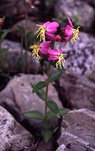 Coastal Plain Flora