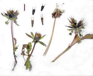Bidens frondosa, Inflorescense & Seeds