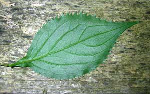 Solidago flexicaulis, Leaf, lower surface