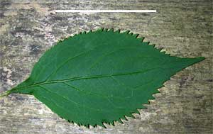 Solidago flexicaulis, leaf: upper surface