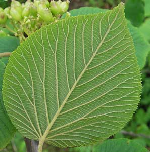 Viburnum lantanoides, Hobble-bush, leaf (underside)