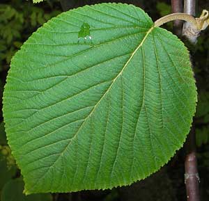 Viburnum lantanoides, Leaf