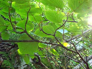 Viburnum lantanoides, canopy