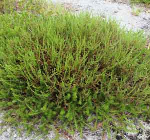 Hudsonia ericoides