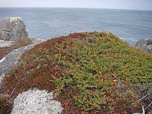 coastal barrens