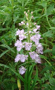 Large purple fringed orchid