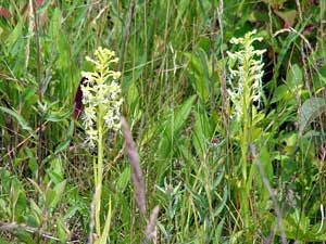 green fringed orchid