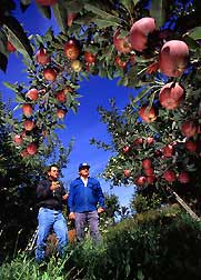 apples & growers