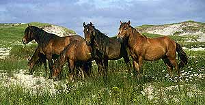 Sable horses