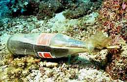 Dynamite made out of a coke bottle