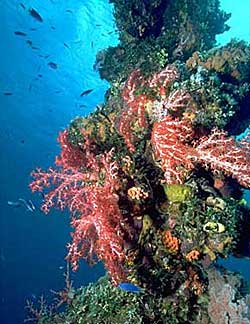 Coral reef scene, with soft and hard corals