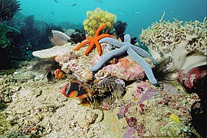 A coral reef scene
