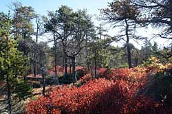 Jack Pine Barrens