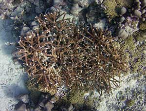 Acropora cervicornis in Barbados