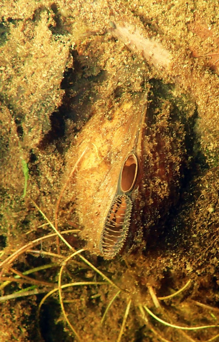 A species to watch freshwater mussel Sandy Lake & Environs (Bedford