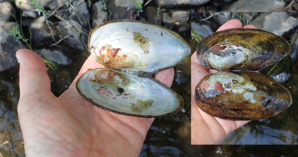 A species to watch freshwater mussel Sandy Lake & Environs (Bedford