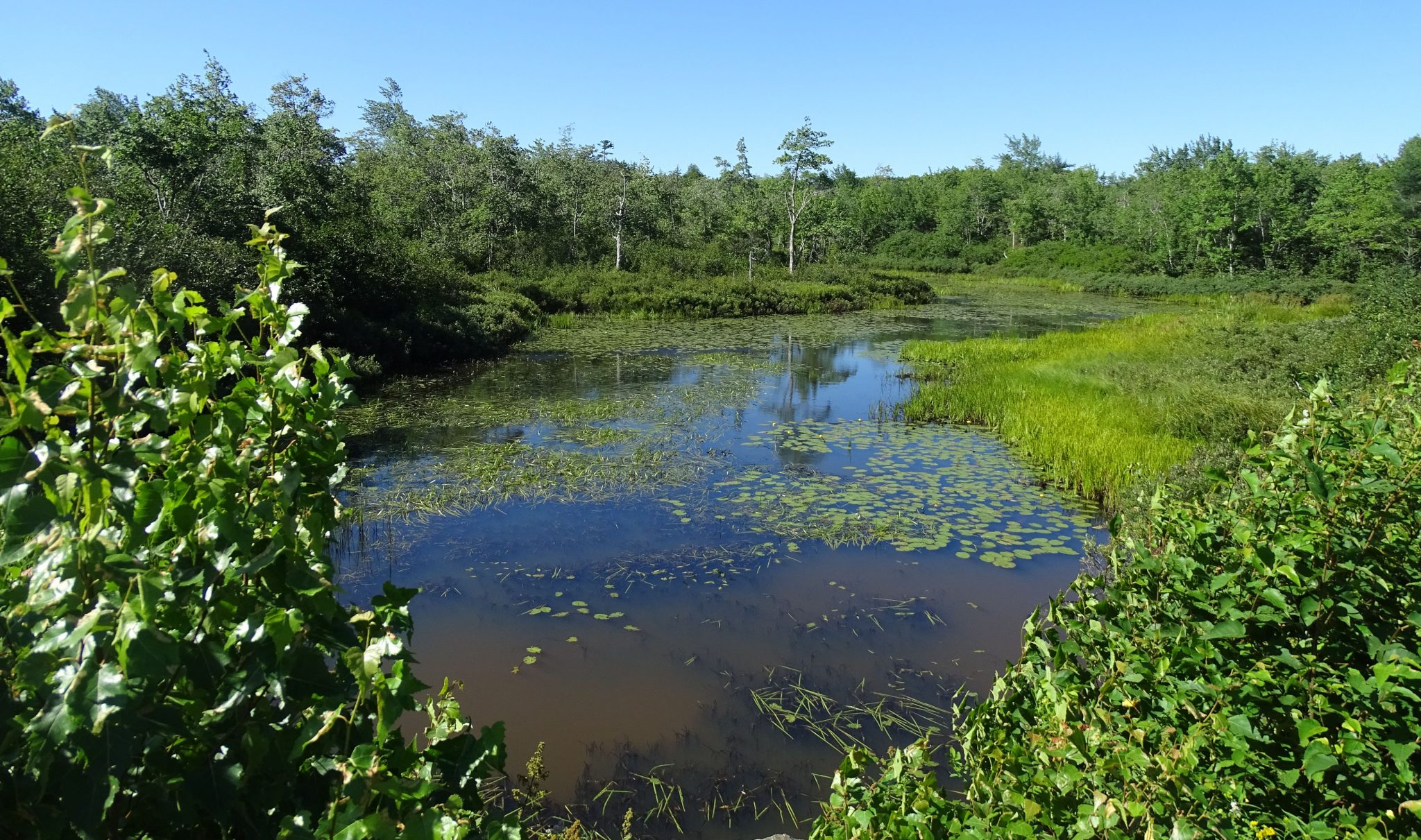 Wetlands SW of Sandy Lake Forests