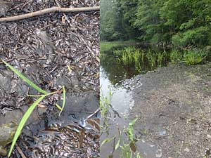 debris from clearcuts