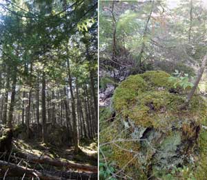 Moraine Brook Forest