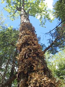 lichens on maple