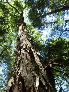 forest at Sandy Lake