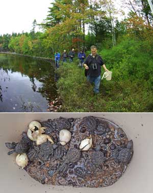 snapping turtles