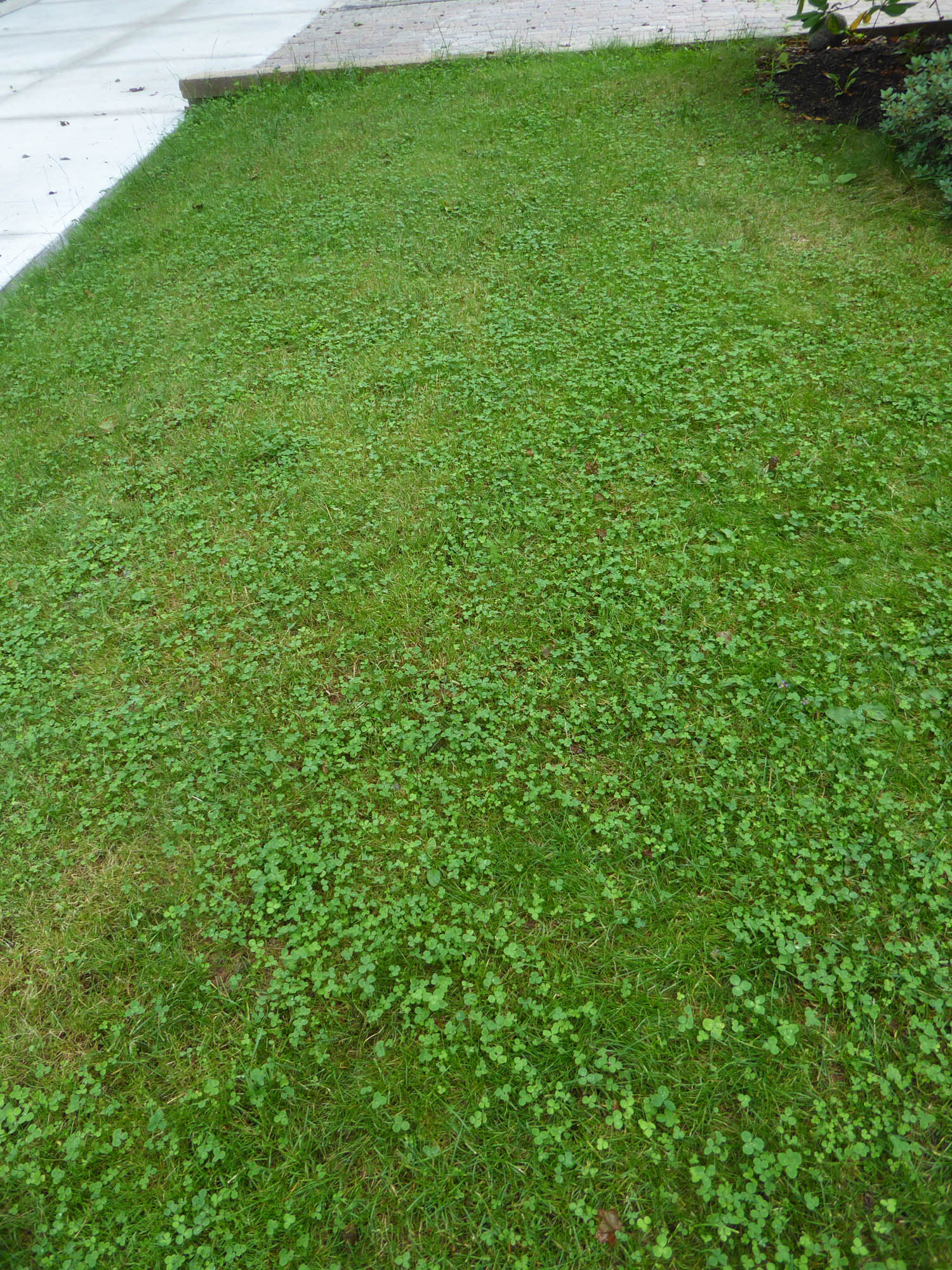 clover lawn