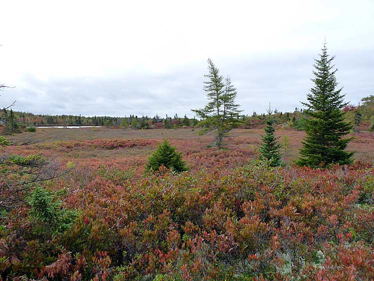 Bluff Trail