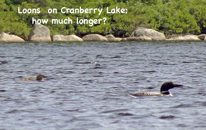 common loons on Cranberry Lake, Nova Scotia