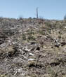 clearcut