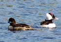 Buffleheads