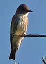 olive sided flycatcher