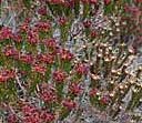 broom crowberry